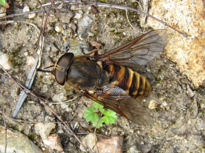 PHALANGIIDAE sp. Latreille, 1802 - Biodiversidade