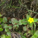 Lysimachia nemorum L.Lysimachia nemorum L.