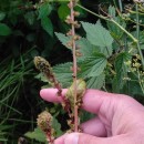 Amaranthus powellii S. WatsonAmaranthus powellii S. Watson