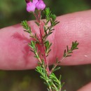 Erica umbellata L.Erica umbellata L.