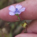Linum bienne Mill.Linum bienne Mill.