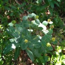 Euphorbia hyberna  L.Euphorbia hyberna  L.