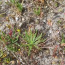Plantago coronopus L.Plantago coronopus L.