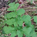 Heracleum sphondylium L. subsp. sphondyliumHeracleum sphondylium L. subsp. sphondylium