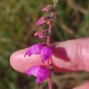 Erica ciliaris L.Erica ciliaris L.