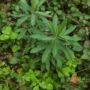 Euphorbia amygdaloides  L.Euphorbia amygdaloides L.