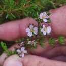 Frankenia laevis L.Frankenia laevis L.