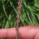 Molinia caerulea (L.) MoenchMolinia caerulea (L.) Moench