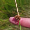 Juncus conglomeratus L.Juncus conglomeratus L.