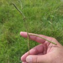 Paspalum dilatatum Poir.Paspalum dilatatum Poir.
