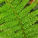 Polystichum setiferum (Forssk.) Woyn.Polystichum setiferum (Forssk.) Woyn.