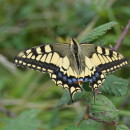 Papilio machaon Linnaeus, 1758Papilio machaon Linnaeus, 1758