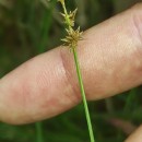 Carex echinata MurrayCarex echinata Murray