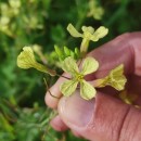 Raphanus raphanistrum L. subsp. raphanistrumRaphanus raphanistrum L. subsp. raphanistrum