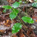 Ilex aquifolium L.Ilex aquifolium L.