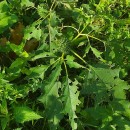 Datura stramonium L.Datura stramonium L.