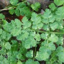 Chaerophyllum temulum L.Chaerophyllum temulum L.