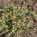Cyperus flavescens L.Cyperus flavescens L.