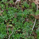 Galium saxatile L.Galium saxatile L.