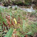 Narcissus cyclamineus DC.Narcissus cyclamineus DC.