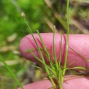Isolepis fluitans (L.) R.Br.Isolepis fluitans (L.) R.Br.