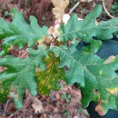 Quercus robur L.Quercus robur L.