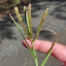 Eleusine indica (L.) Gaertn.Eleusine indica (L.) Gaertn.