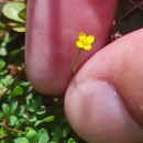 Cicendia filiformis (L.) DelarbreCicendia filiformis (L.) Delarbre