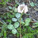 Trifolium repens L.Trifolium repens L.