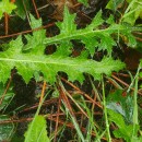 Cirsium filipendulum LangeCirsium filipendulum Lange