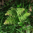 Pteridium aquilinum (L.) KuhnPteridium aquilinum (L.) Kuhn