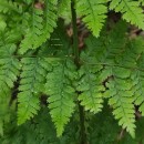 Dryopteris dilatata (Hoffm.) A. GrayDryopteris dilatata (Hoffm.) A. Gray