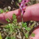Fumaria muralis Sond. ex W.D.J. KochFumaria muralis Sond. ex W.D.J. Koch