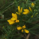 Ulex gallii Planch. subsp. galliiUlex gallii Planch. subsp. gallii
