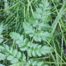 Angelica major Lag.Angelica major Lag.