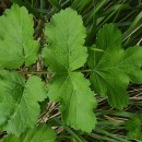 Heracleum sphondylium L. subsp. sphondyliumHeracleum sphondylium L. subsp. sphondylium