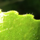 Populus x canadensis MoenchPopulus x canadensis Moench