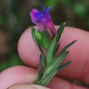 Glandora prostrata (Loisel.) D.C.ThomasGlandora prostrata (Loisel.) D.C.Thomas