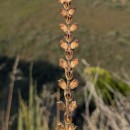 Bartsia trixago L.Bartsia trixago L.