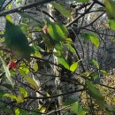 Euonymus europaeus L.Euonymus europaeus L.