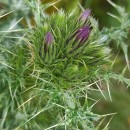 Carduus asturicus FrancoCarduus asturicus Franco