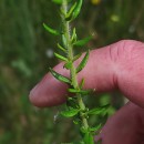 Daboecia cantabrica (Huds.) C. KochDaboecia cantabrica (Huds.) C. Koch