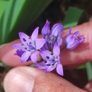 Scilla verna Huds. subsp. vernaScilla verna Huds. subsp. verna