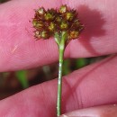 Luzula campestris (L.) DC.Luzula campestris (L.) DC.