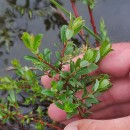 Salix repens L. subsp. repensSalix repens L. subsp. repens