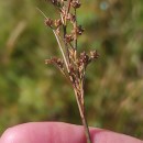 Juncus acutiflorus Ehrh. ex Hoffm.Juncus acutiflorus Ehrh. ex Hoffm.