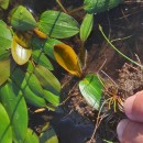 Potamogeton polygonifolius Pourr.Potamogeton polygonifolius Pourr.