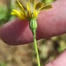 Leontodon saxatilis Lam.Leontodon saxatilis Lam.