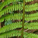 Polystichum setiferum (Forssk.) Woyn.Polystichum setiferum (Forssk.) Woyn.