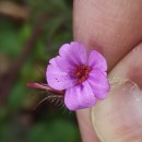 Geranium robertianum L.Geranium robertianum L.